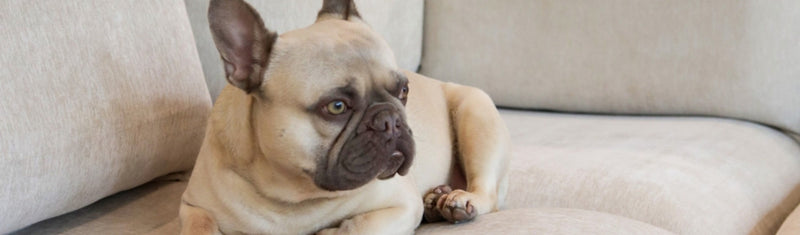 How to Choose the Right Slipcover Material for Kids & Pets
