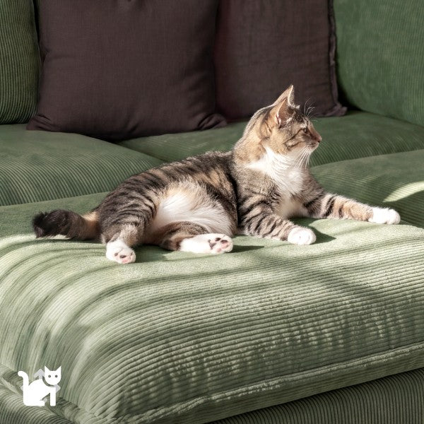 Close up lifestyle image of a cat laying on top of a modular sofa in olivine green fabric, showing how the sofa features snag resistant qualities.